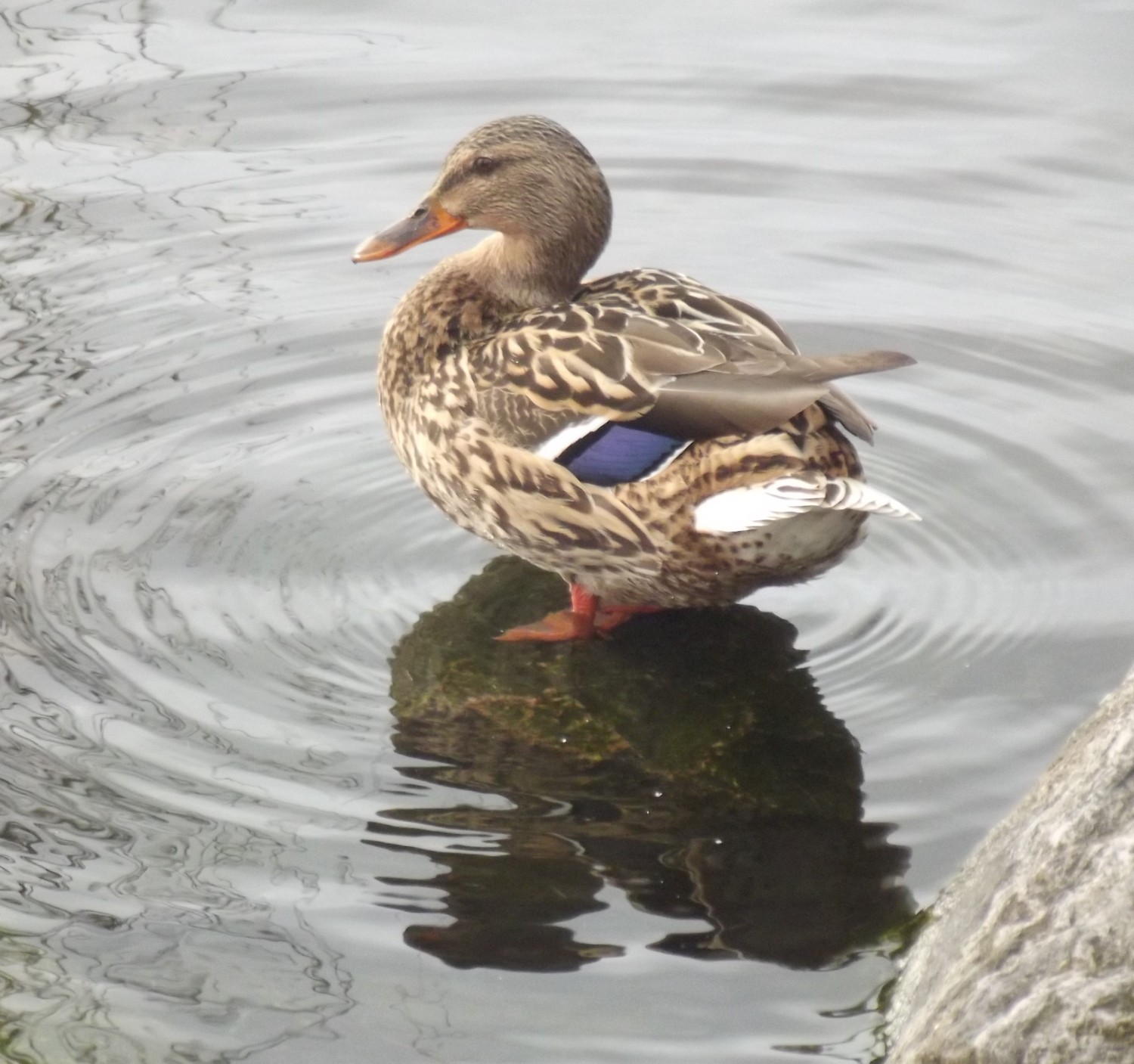 livebirdspoland_0a873766f74f1288c4316820071e6737.jpg