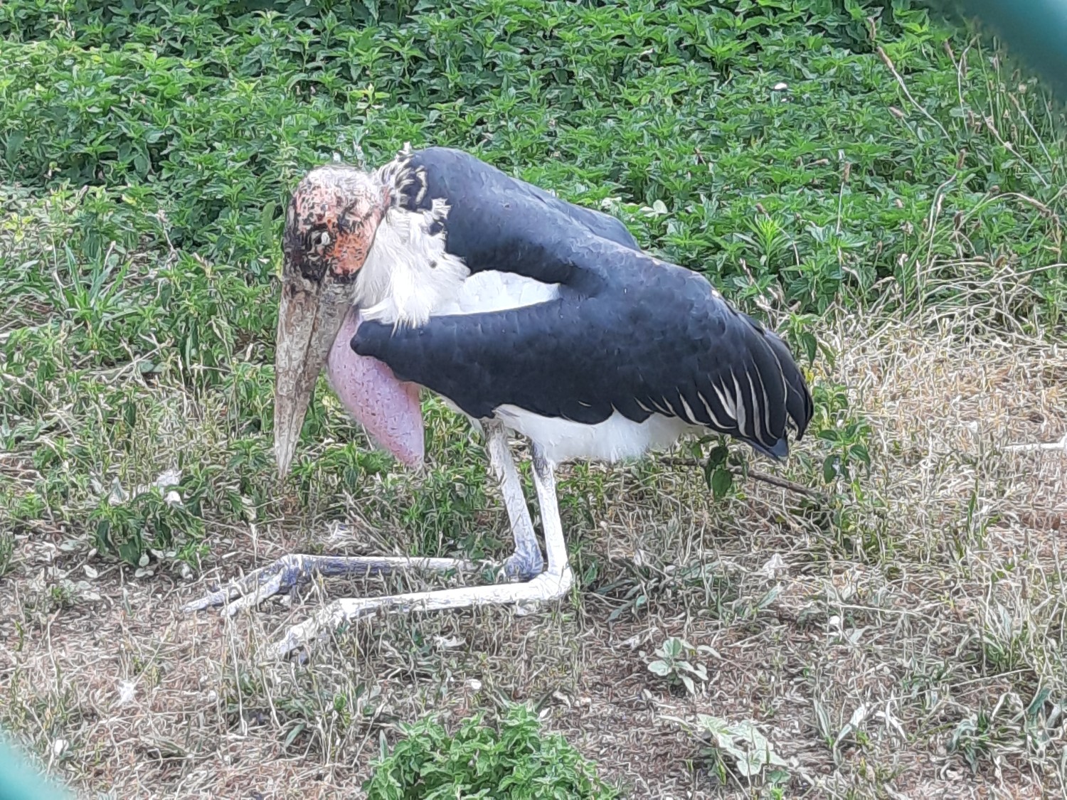 livebirdspoland_c05fdbf58cc4e2ee78cbc53d3cd790de.jpg