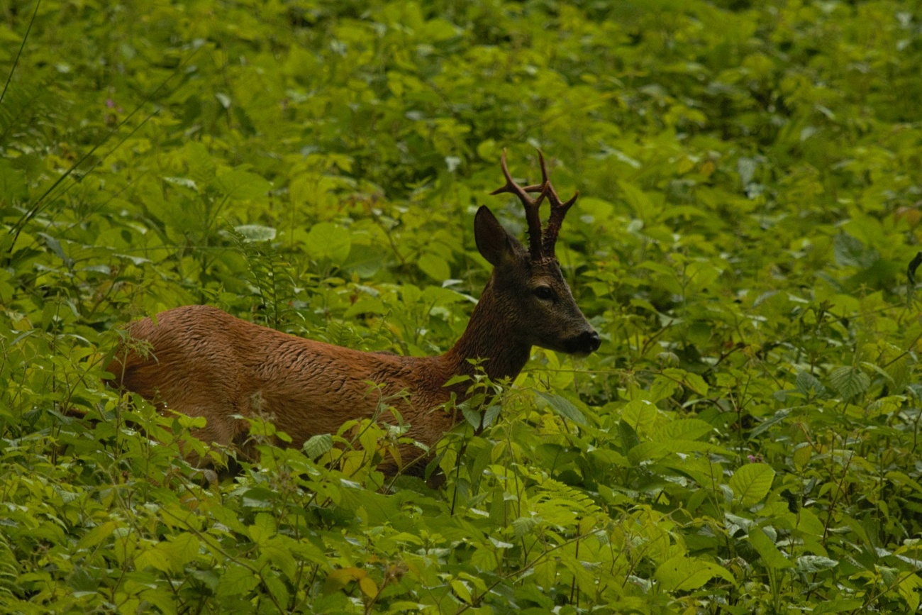 livebirdspoland_742a7a8eb9b901812857345fbb100687.png