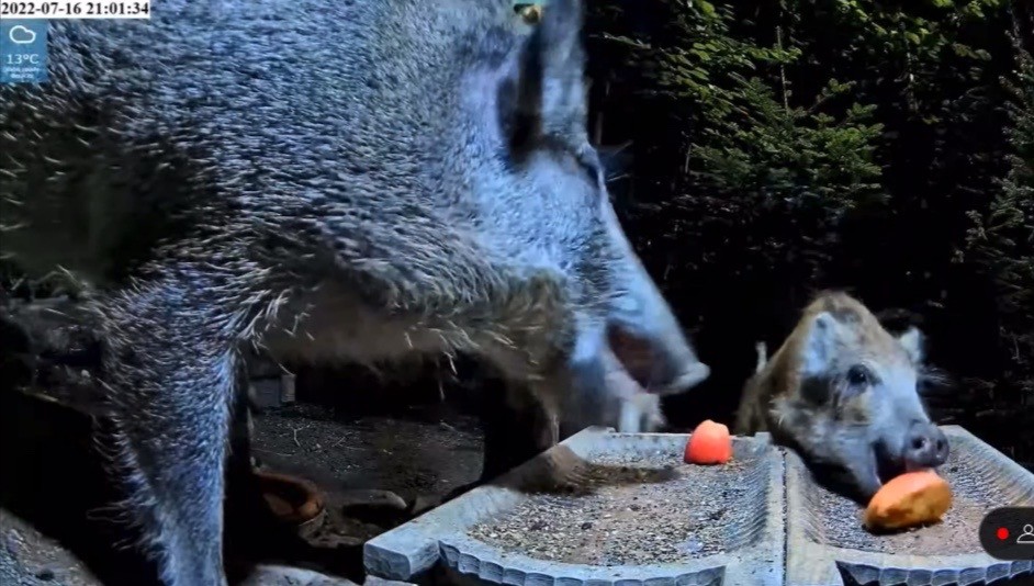 livebirdspoland_d5ce648e4b353ae065a3055df22d7081.jpg