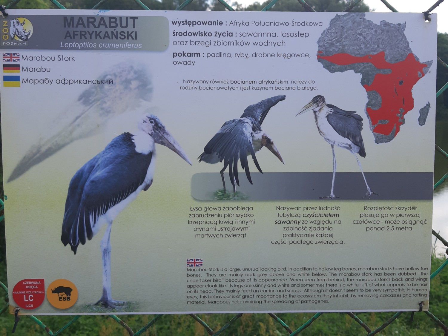 livebirdspoland_594962a30ecbe6680774f0e0ab6710bf.jpg