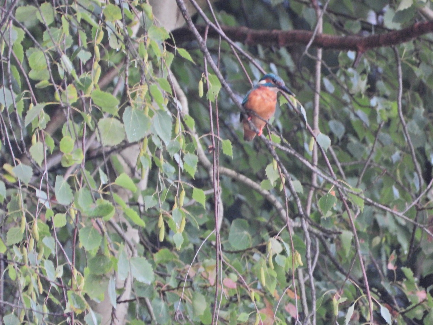 livebirdspoland_2a72131ca970f129103668a94cd99ce6.jpg
