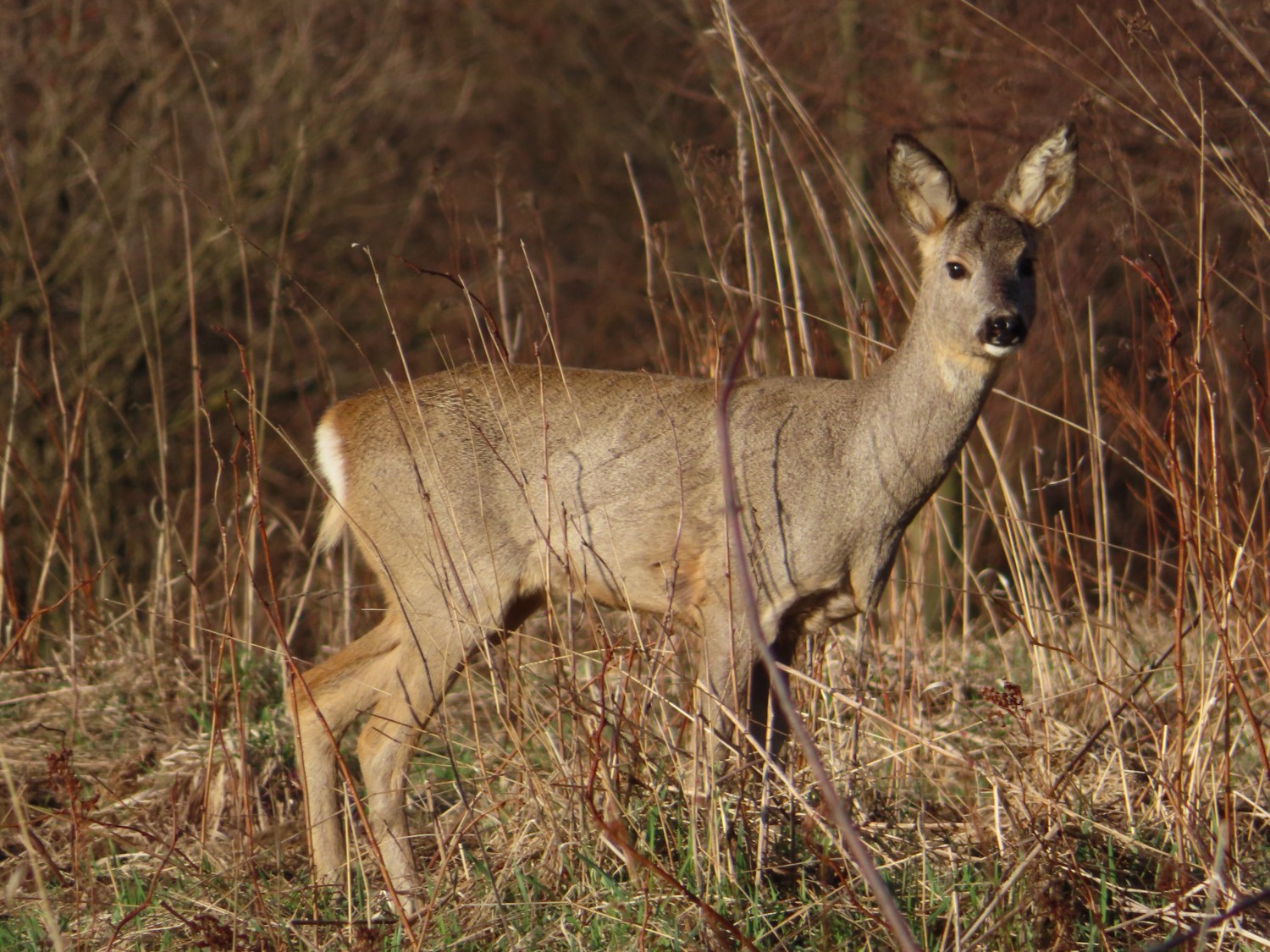 livebirdspoland_2141e78e7e1f874477caf01afb0cc8ef.jpg