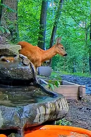 livebirdspoland_7749b8a2d24745ec05c5542493ad276e.jpg