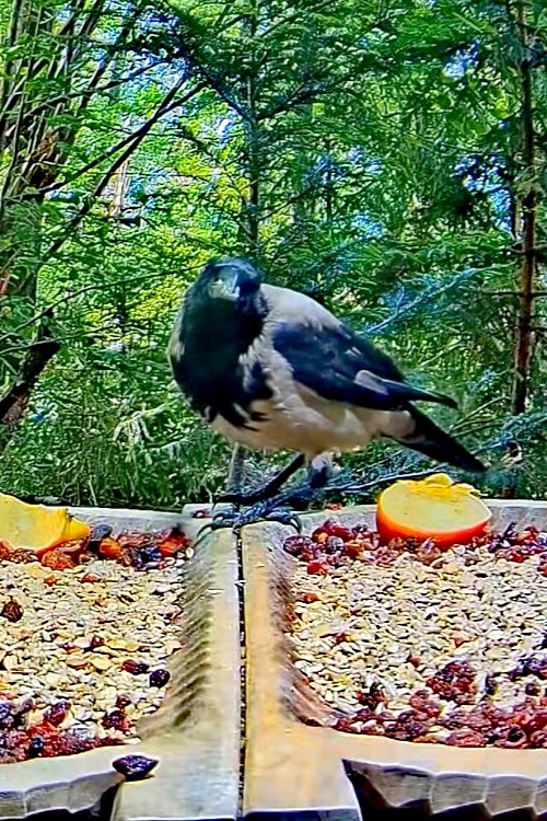 livebirdspoland_74d39bbf50fc5a51d4068a8bbff16e84.jpg