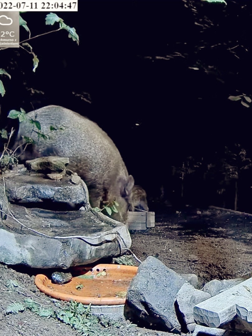 livebirdspoland_2077a0d39091f52ae9148d035529dfd7.jpg