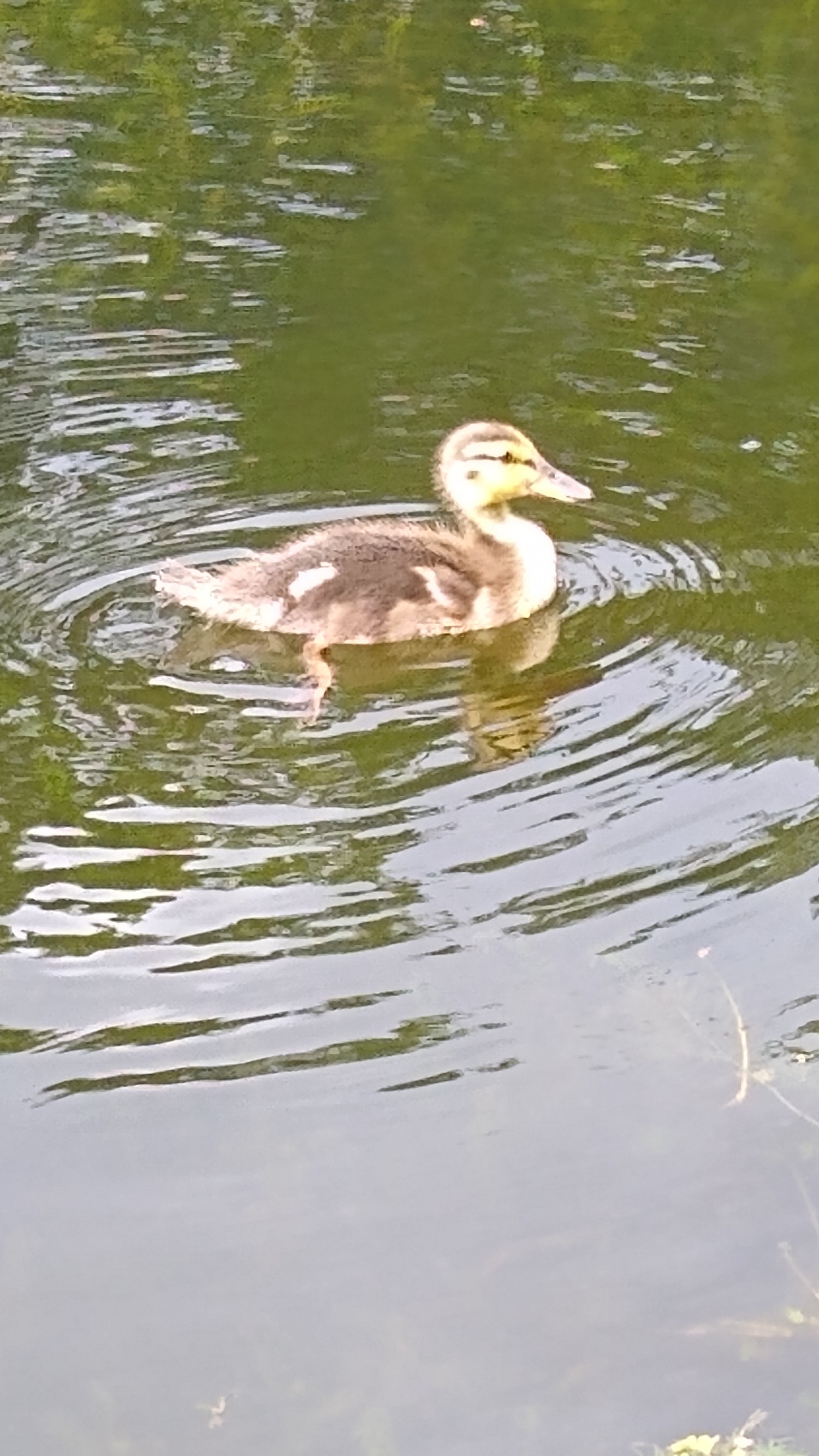 livebirdspoland_6b3bec539948d294b638b81351c08c37.jpg