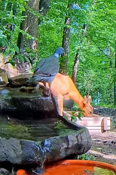 livebirdspoland_b15998d2c7c14a989a599f1a50537234.jpg