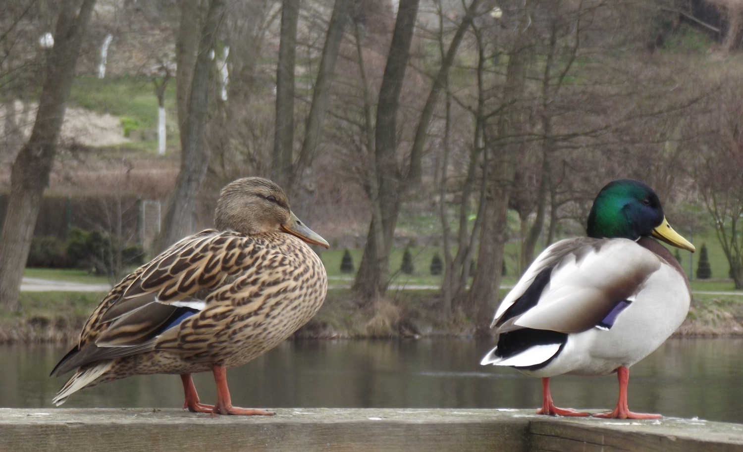 livebirdspoland_c2839f416bb98bc013ecef15df167a4d.jpg