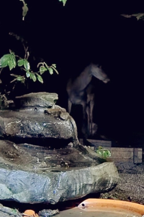 livebirdspoland_1c863f086c1df322fc599bf71450ac3f.jpg