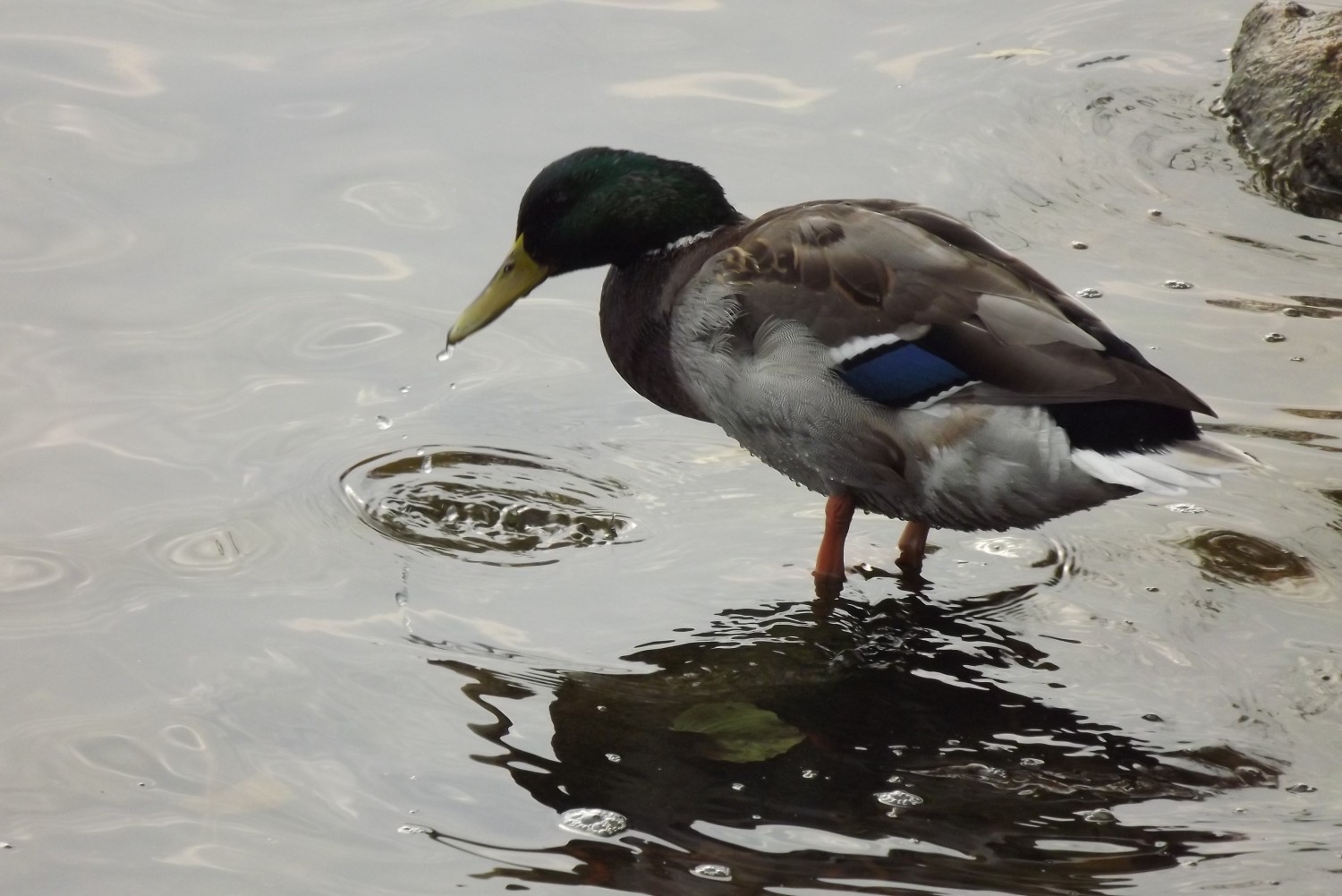 livebirdspoland_5b979c7662ed7a82034b19e578b059a7.jpg