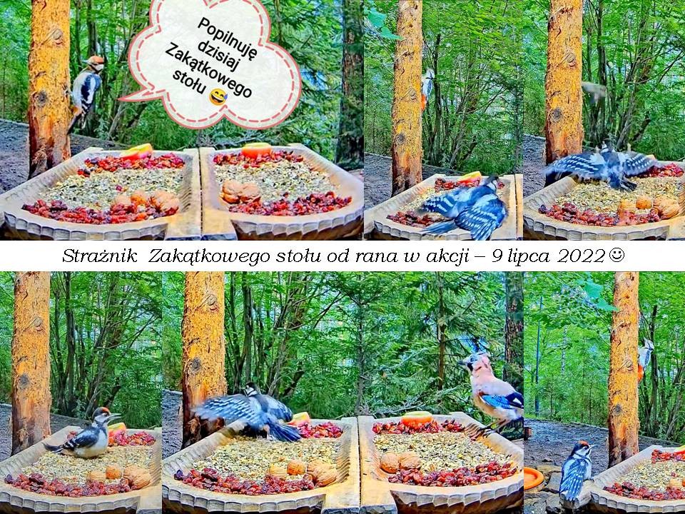 livebirdspoland_bb5d079891a2f24587091f832f14312e.jpg