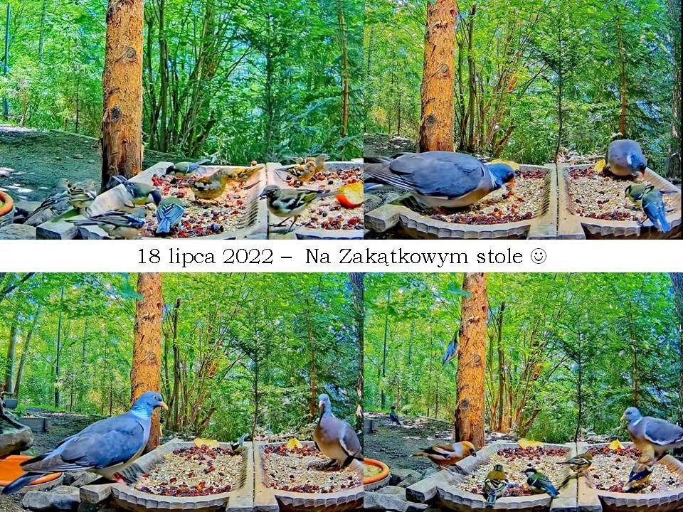 livebirdspoland_ff1bde3197bad7b68ea65dbd8010092b.jpg