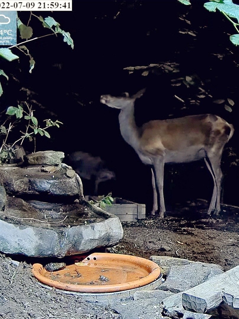 livebirdspoland_0db9395dcd5950b4f59072c12dcac349.jpg