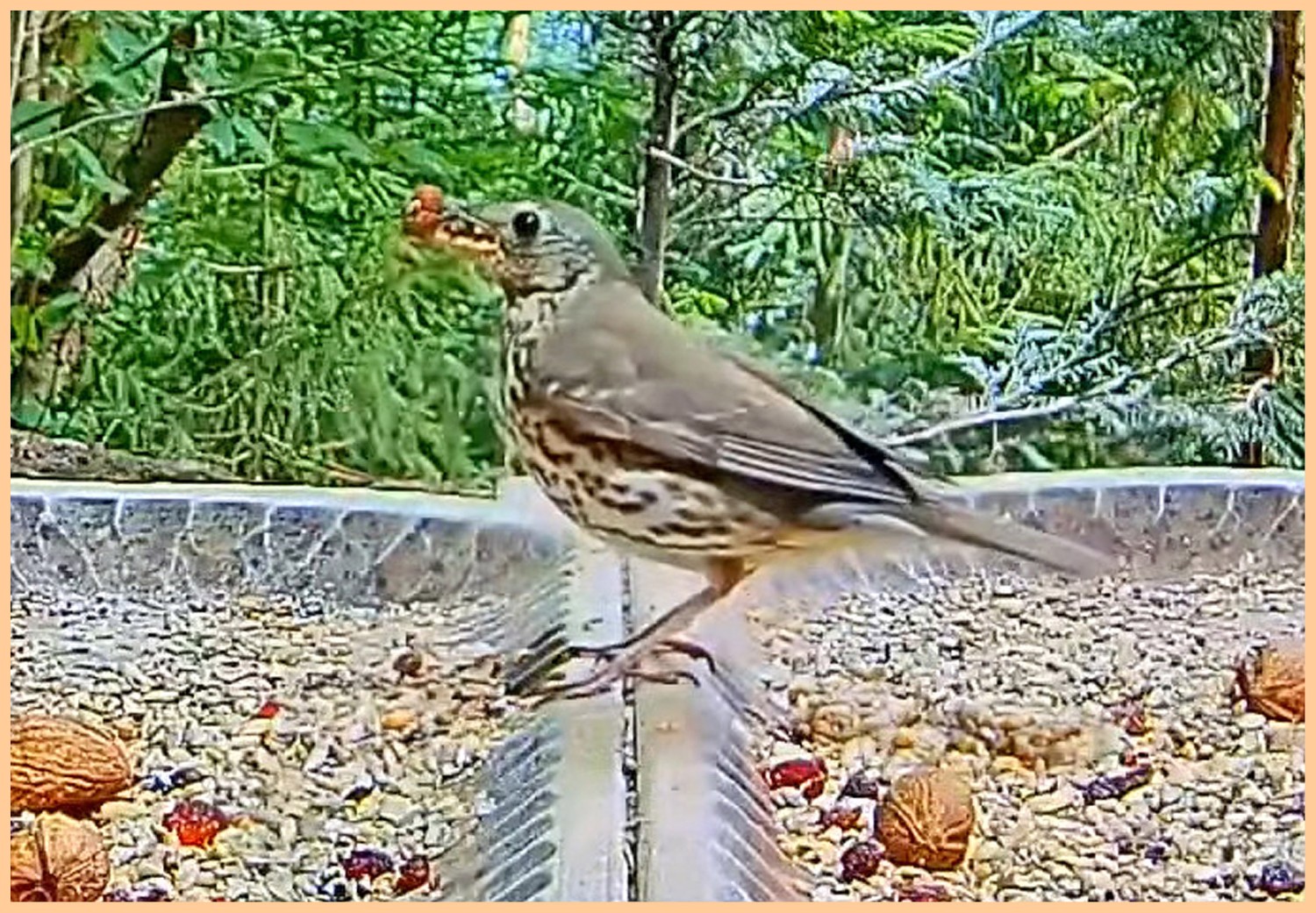 livebirdspoland_80c679b84f2bdbb9e5463810643434eb.jpg