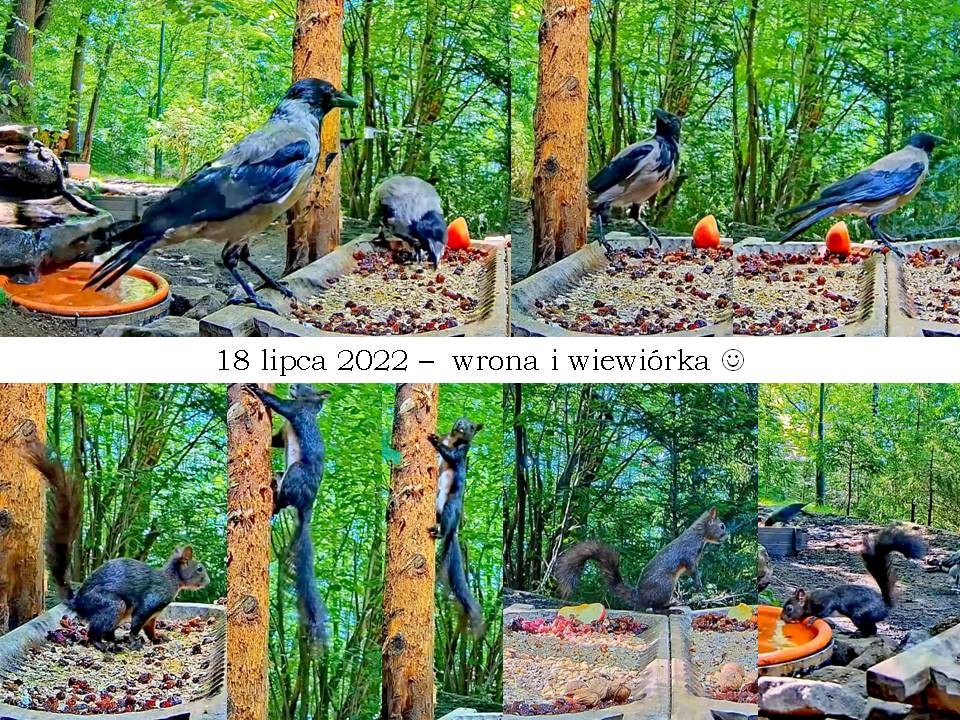 livebirdspoland_e16a1283982116727c1e06802d46bb20.jpg