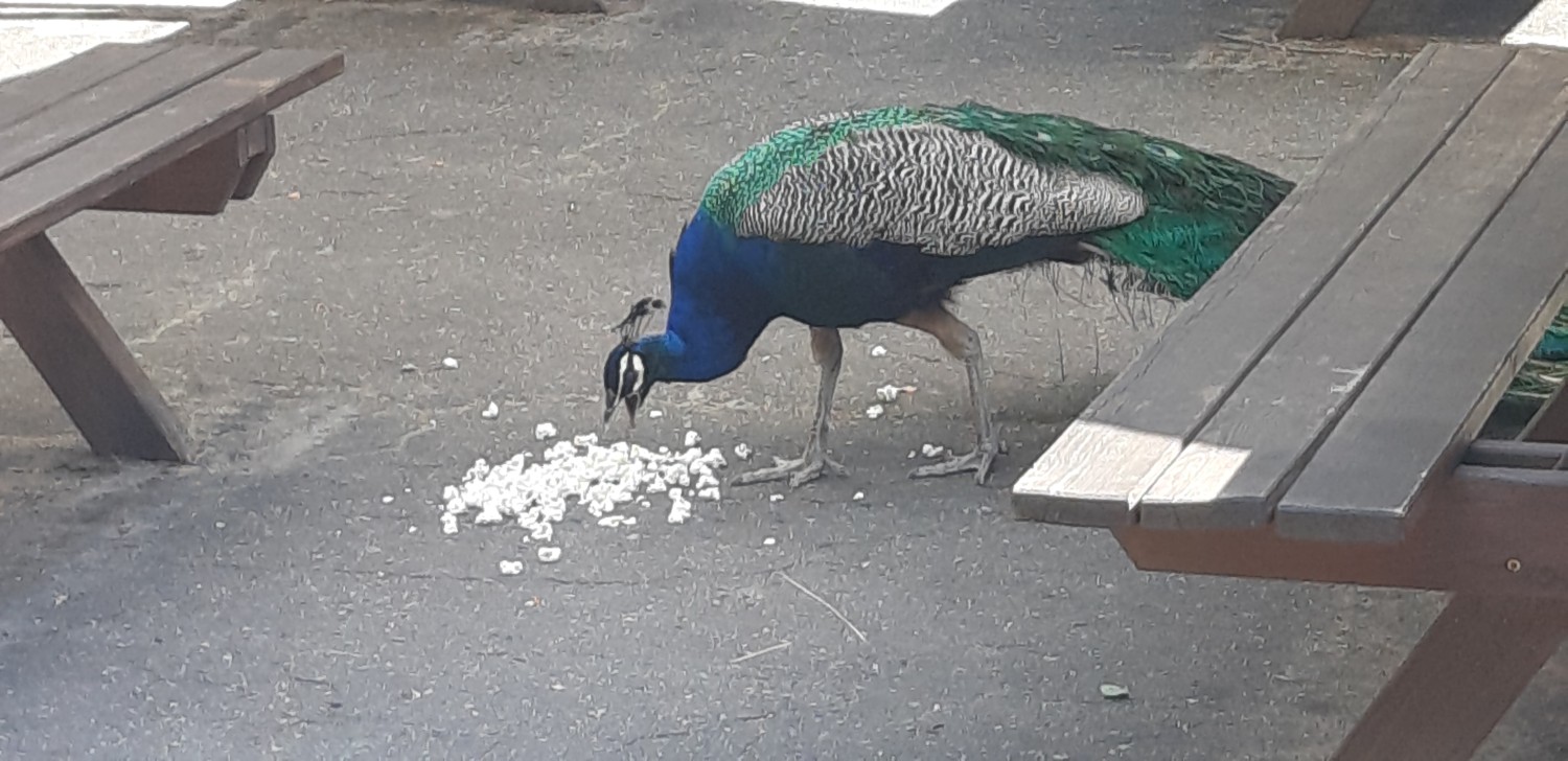 livebirdspoland_f80cb024ec05a002994198b47bb947d3.jpg