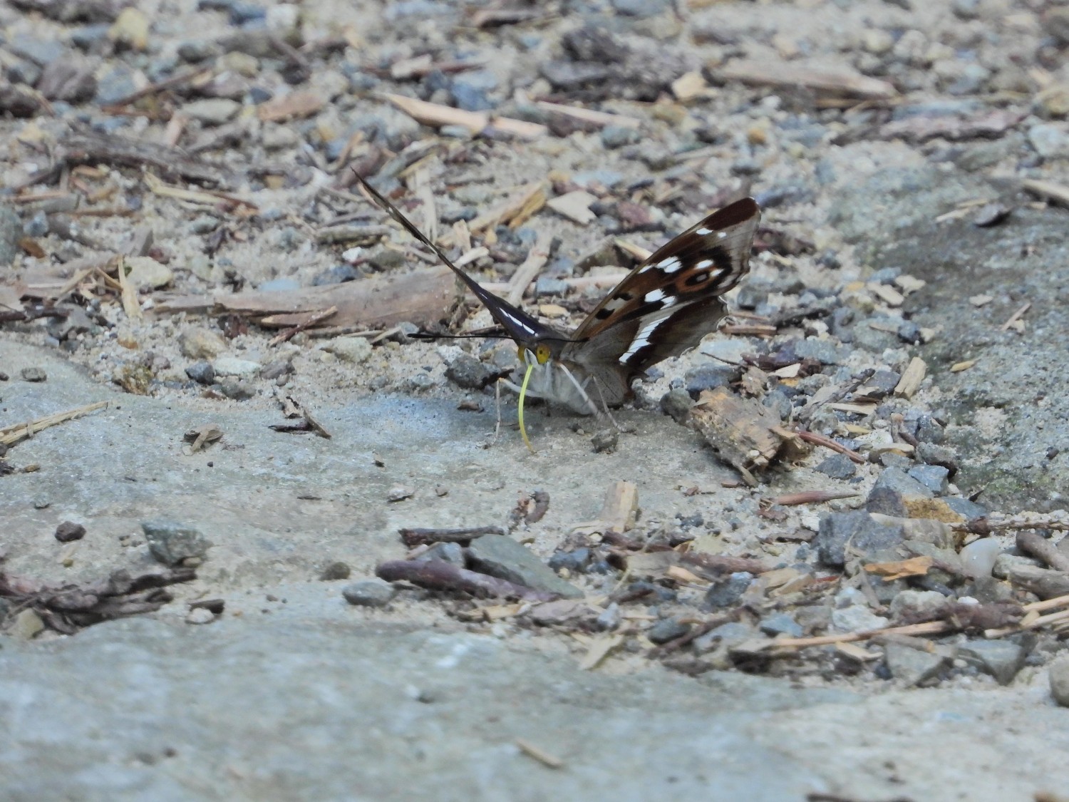 livebirdspoland_d615eb31c3799fcec63eeadf2721e060.jpg