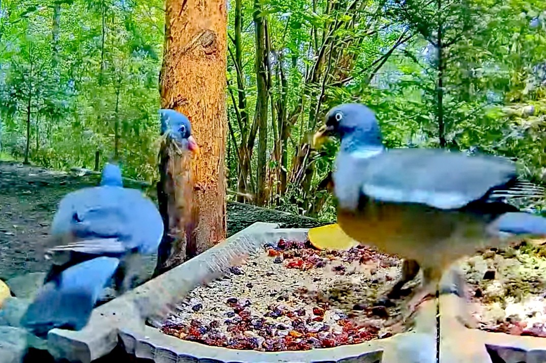 livebirdspoland_1aac88c8f1464852547437895224951f.jpg