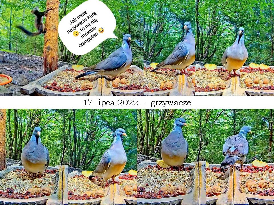 livebirdspoland_635b5b8dc67b451bfd3a09e194169387.jpg