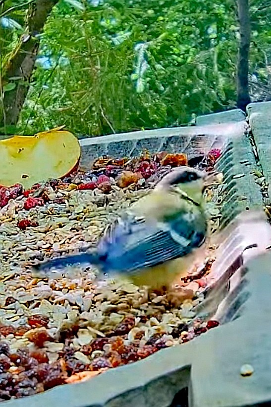 livebirdspoland_239f422793f982413fd9273a348f272f.jpg
