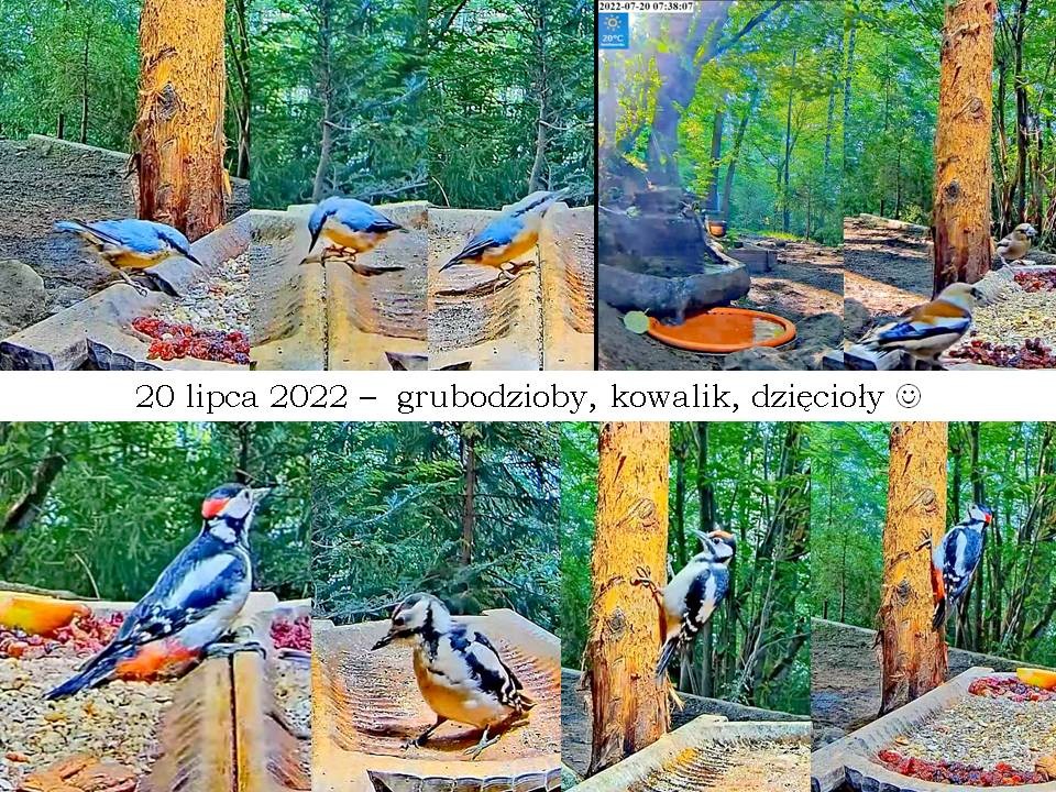 livebirdspoland_bf25af7b7a23e000175f09ade0c846e9.jpg