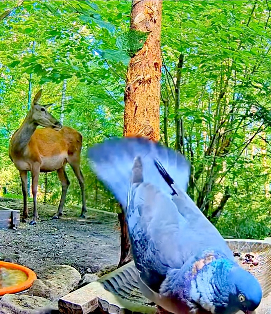livebirdspoland_919119260a038492d3f8c1ee1e397df0.jpg