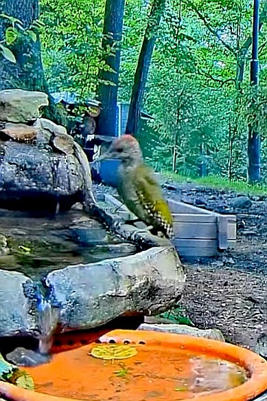 livebirdspoland_8e6ac9b54b44fb62ce7596d4c07e367d.jpg