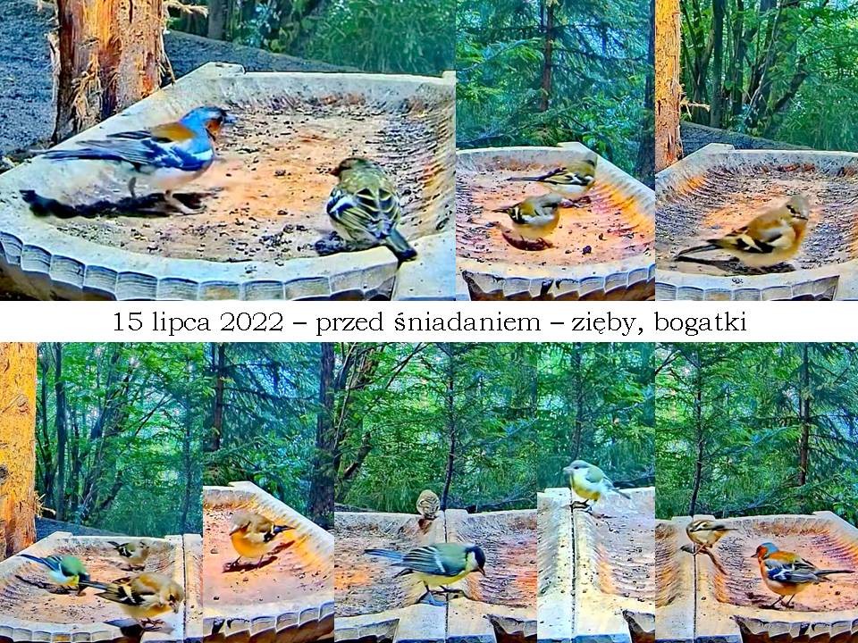 livebirdspoland_2d97434fc98d518d9b60f51002c22850.jpg
