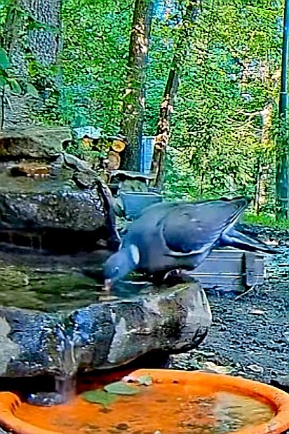 livebirdspoland_a90a0c5d7bf9f22bbb52195535a1f731.jpg