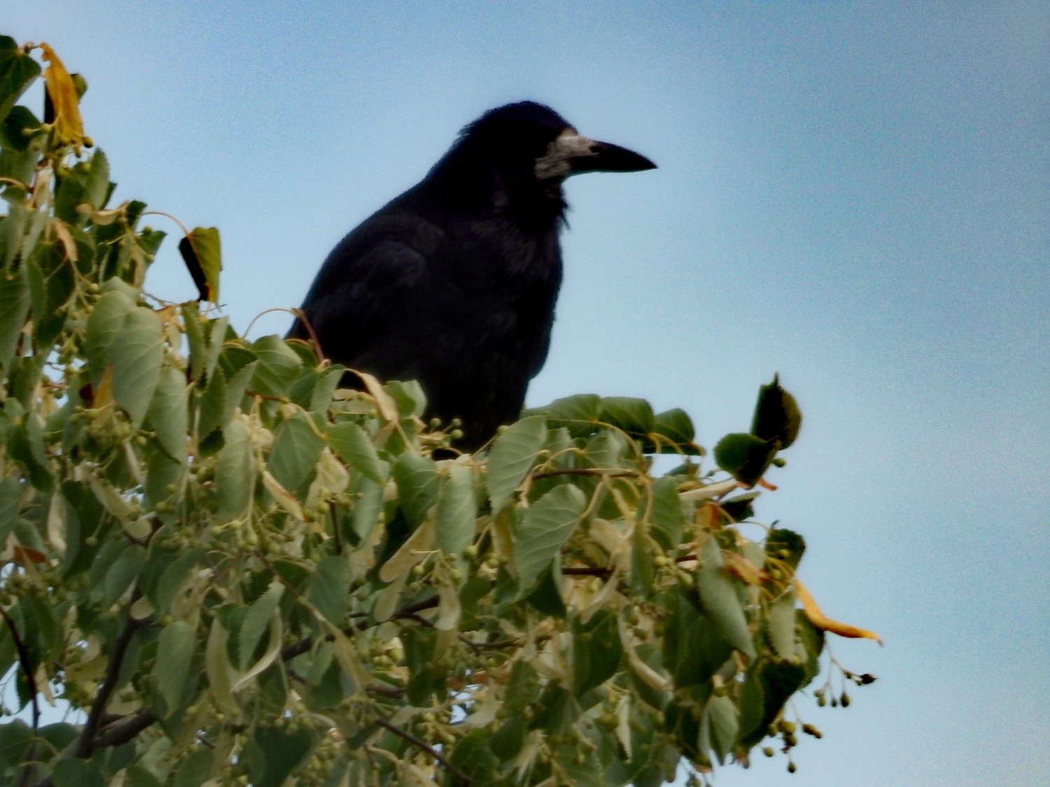 livebirdspoland_b94fed15ca1901c3e1b2441500f0db75.jpg