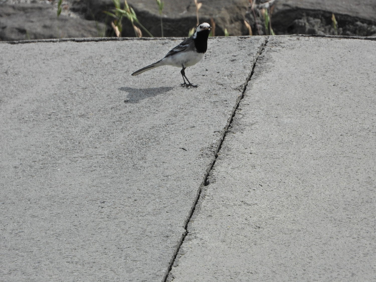 livebirdspoland_7856a4b9f10f244bd72c24cfb55e609f.jpg