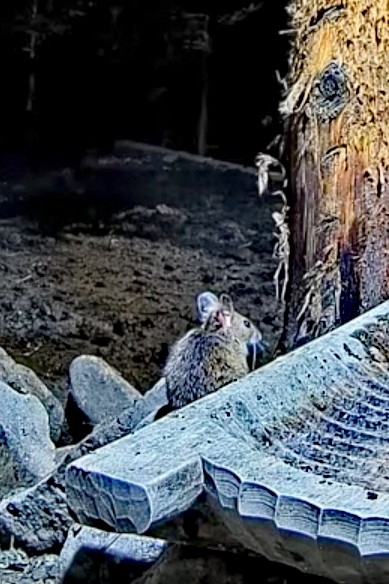 livebirdspoland_aecb4965dead03b98783da9de6726f6b.jpg