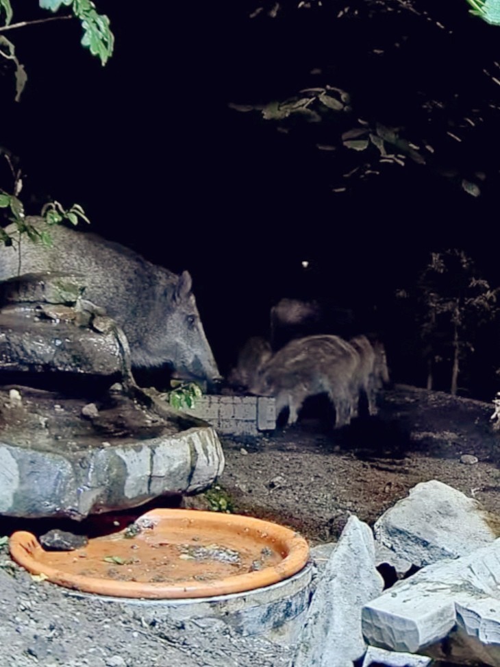 livebirdspoland_f8d15cb787f4bdf9859d6a432fc6e575.jpg