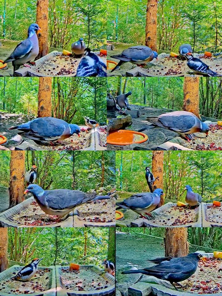 livebirdspoland_557e8978aba2e4ded178261d95c0b88a.jpg