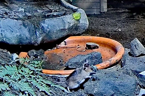 livebirdspoland_52f18a58cb577c83167bf27909397ec2.jpg