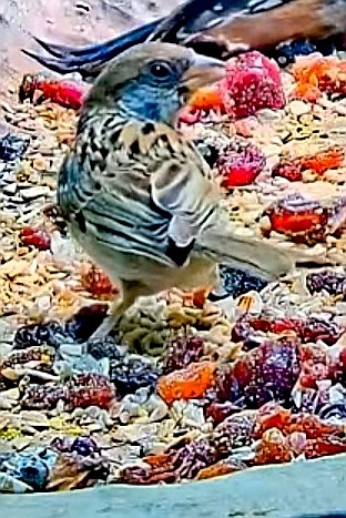 livebirdspoland_47b0211178797ea4bf2f93c1fe2e8929.jpg