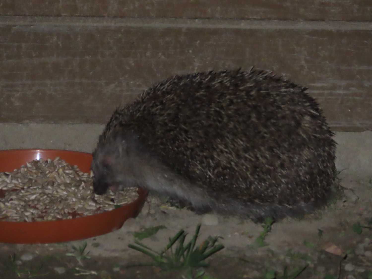 livebirdspoland_a123bdfb3959d23f31361c56c2d97d81.jpg