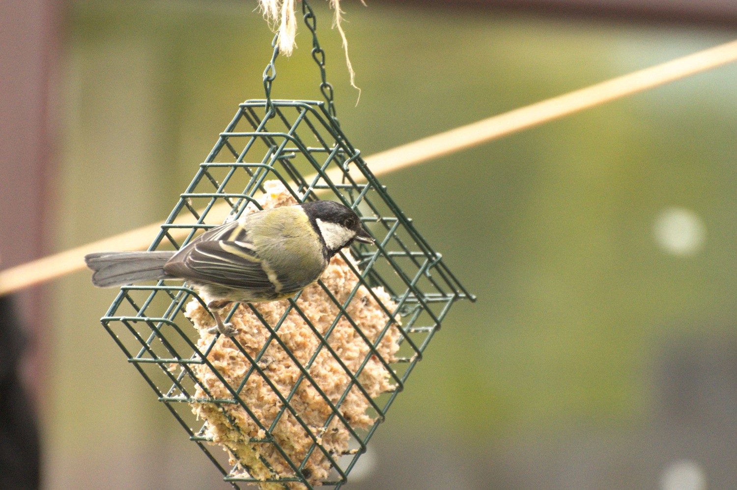 livebirdspoland_4b8bc28cdc3b4b46c02aecab8df25229.jpg