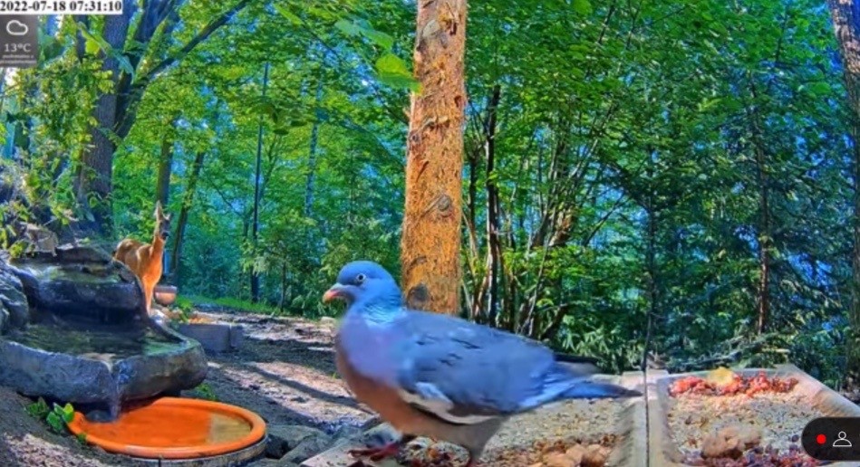 livebirdspoland_3709c43f5f9e5700699893095b8ab682.jpg