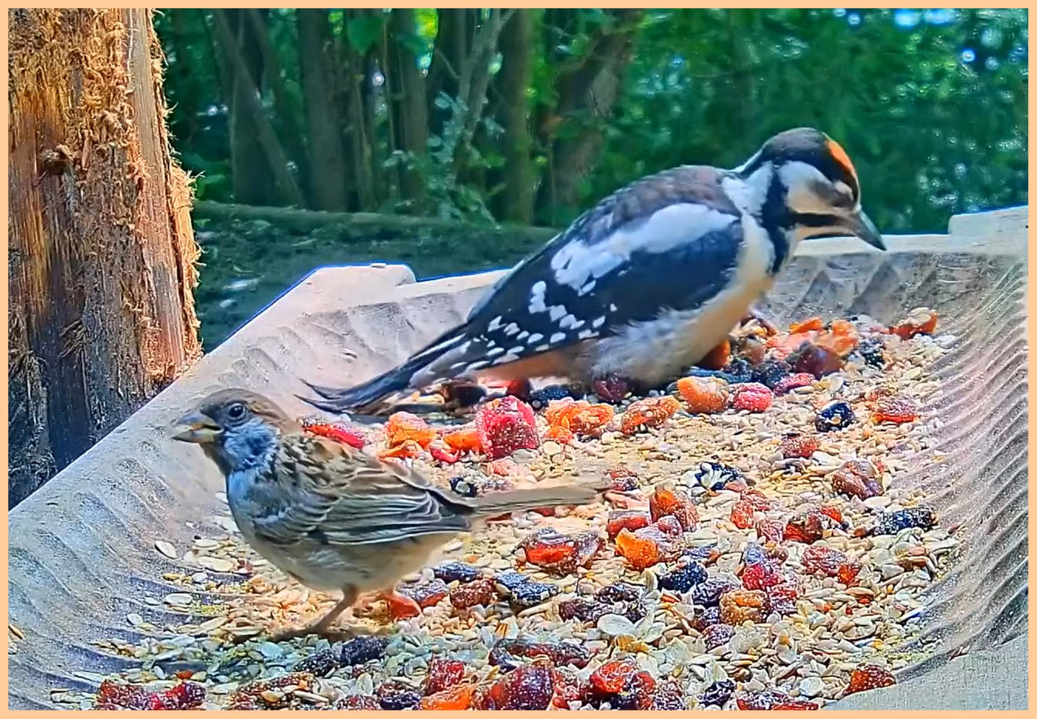 livebirdspoland_d30c2b885e26440f18e6692110b69c54.jpg