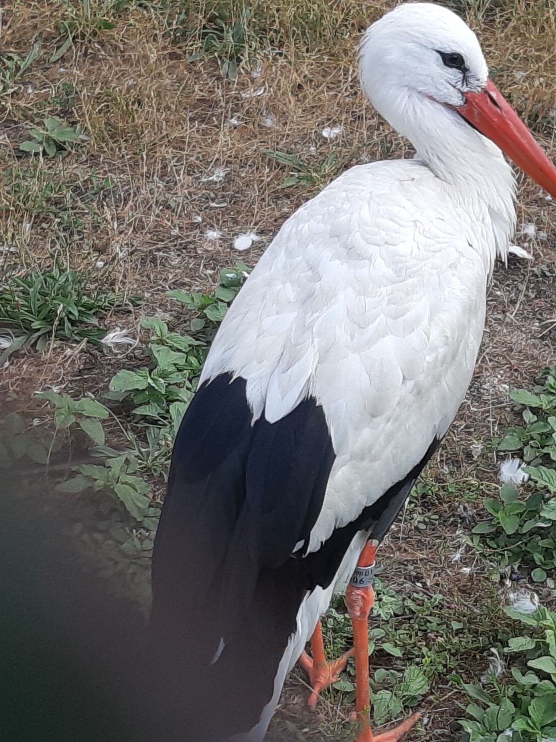 livebirdspoland_65e6fd0bed65c171f11d639658c718ff.jpg