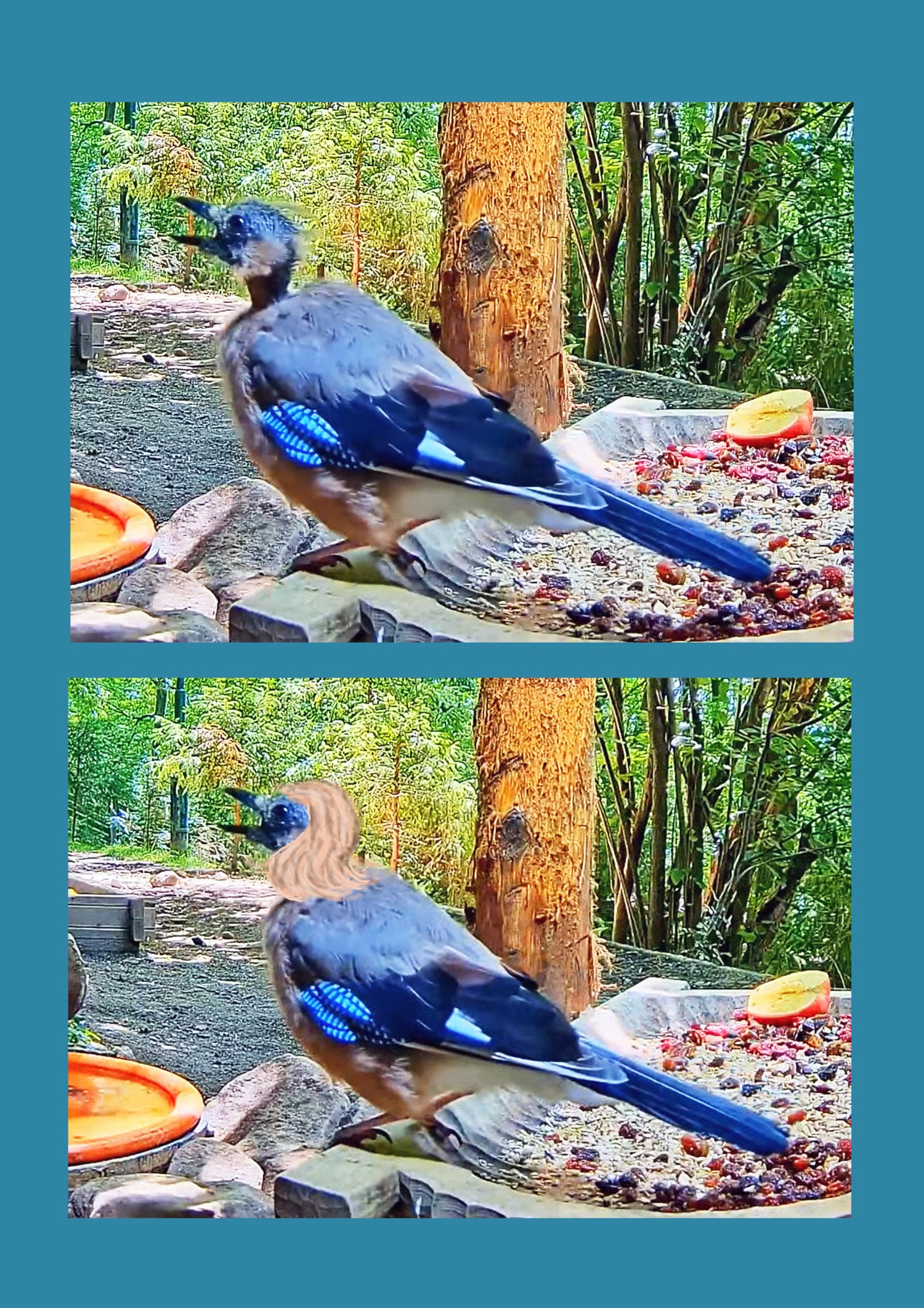livebirdspoland_9812a7fa11828531f34e3b5e52f30ca3.jpg