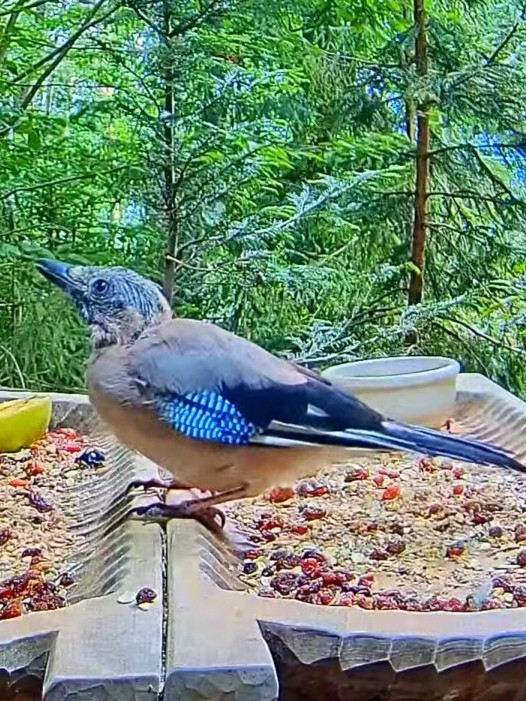 livebirdspoland_a2e14909c009ed95c55f01adb5c58967.jpg
