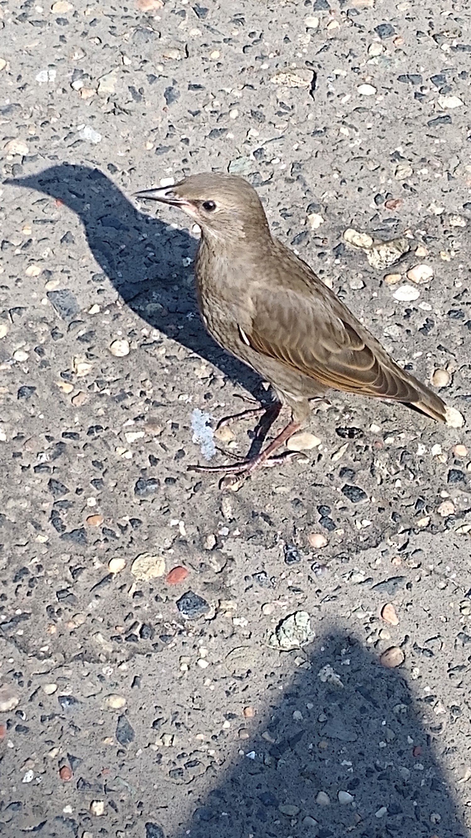livebirdspoland_a0d97f1dcc13e28c32129058fb5b720b.jpg