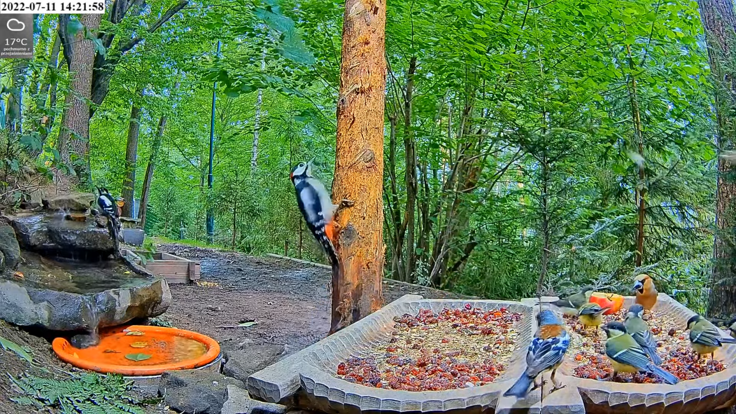 livebirdspoland_33cc5c4bf9afe79b726c40b8f37cea4e.png