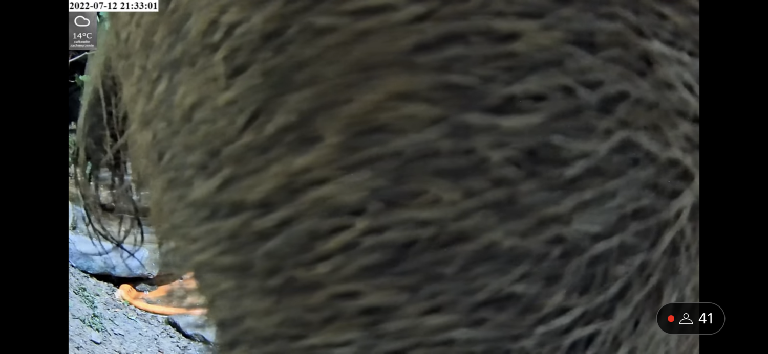 livebirdspoland_20a20a5092c10cdb2edf55c561d5d4f5.png