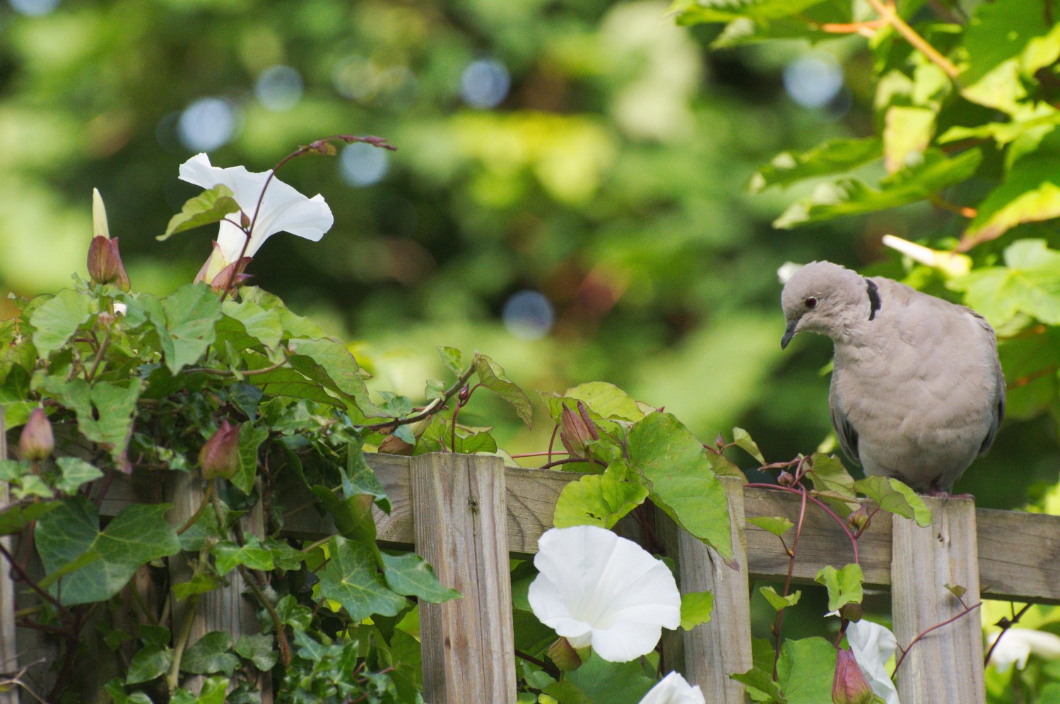livebirdspoland_c471207603dcaf0182658175b6fa184c.jpg