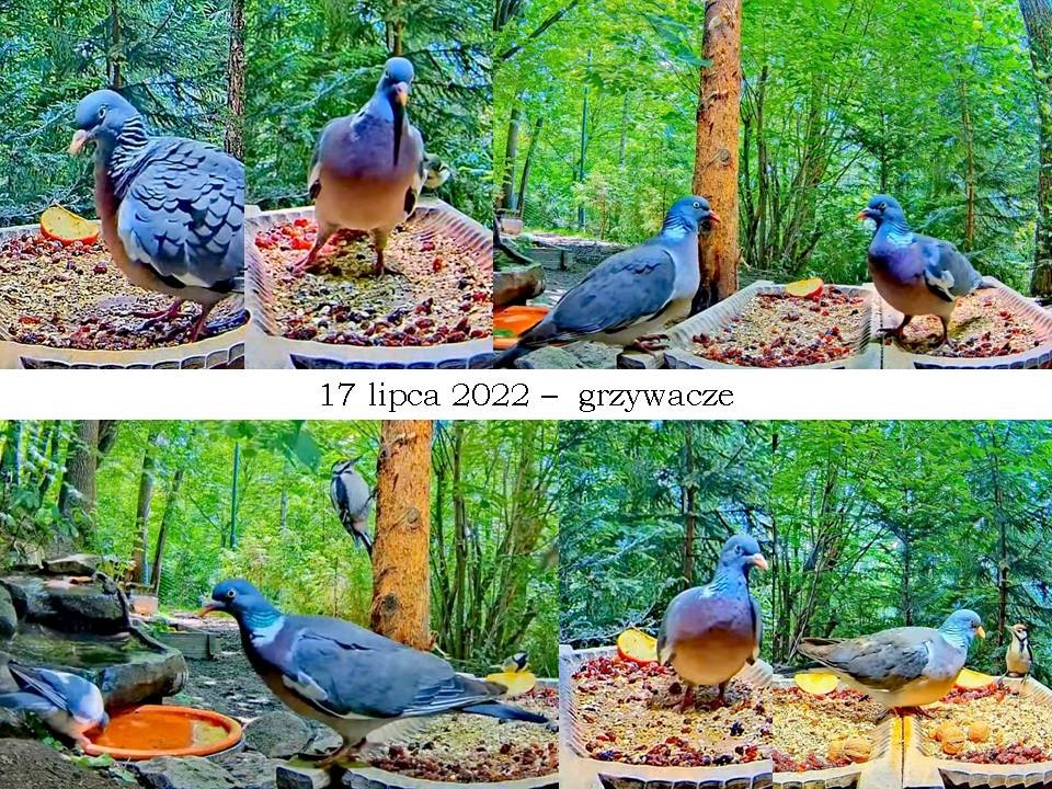 livebirdspoland_05ec1101efc66ccdb8fa995080139afd.jpg