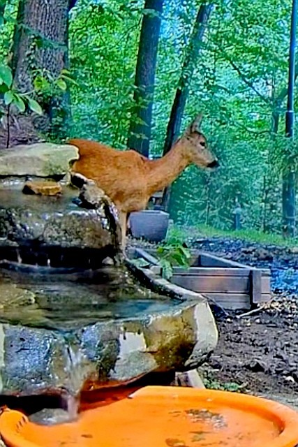livebirdspoland_04e190d8918b82302c0dbc2995fd3daf.jpg
